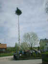 Maibaum_Paindorf_2001_36.jpg (28323 Byte)